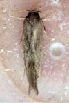 Opogona omoscopa