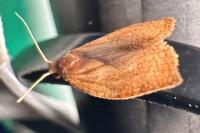Clepsis consimilana