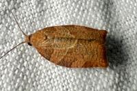 Pandemis heparana