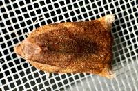 Archips podana