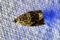 Celypha lacunana