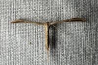 Emmelina monodactyla