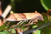 Philedone gerningana