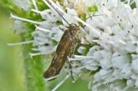 Scythris