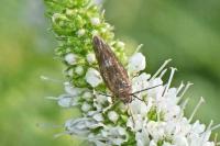 Scythris