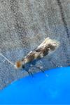 Bucculatrix cidarella