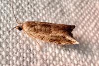 Rhopobota naevana