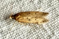 Bryotropha terrella