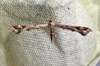 Amblyptilia acanthadactyla