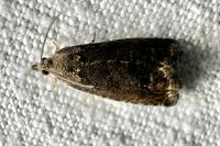 Cydia splendana