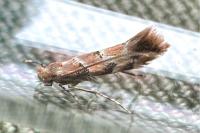 Phyllonorycter trifasciella
