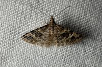 Alucita hexadactyla