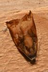Archips podana