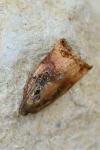 Archips podana
