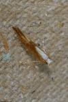 Argyresthia albistria/semitestacella