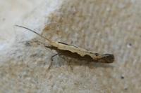 Plutella xylostella