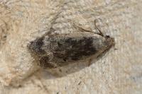 Anacampsis blattariella/populella