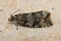 Celypha lacunana