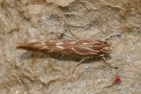 Pyroderces argyrogrammos