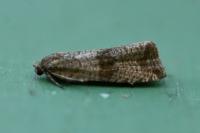 Celypha striana