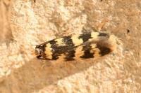 Oegoconia caradjai