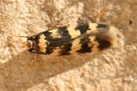 Oegoconia caradjai