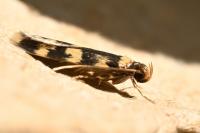 Oegoconia caradjai