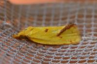 Agapeta hamana