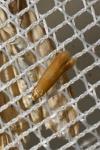 Tischeria