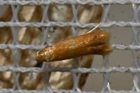 Tischeria