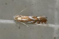 Phyllonorycter