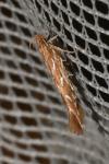 Pyroderces argyrogrammos