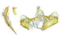 Coleophora vestianella