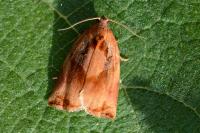 Archips podana