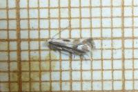 Elachista utonella