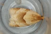 Clepsis rurinana