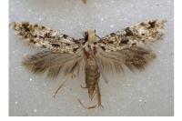 Nemapogon inconditellus