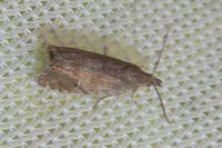 Dichrorampha plumbana