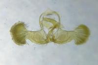 Dichrorampha plumbana