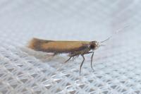 Coptotriche marginea