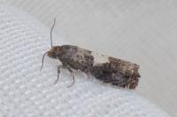 Epiblema cirsiana