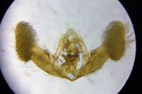 Epiblema cirsiana