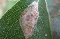 Phyllonorycter