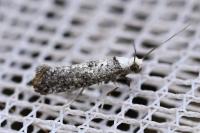 Paraswammerdamia albicapitella