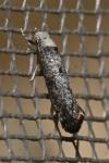 Paraswammerdamia albicapitella