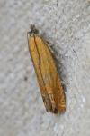 Lathronympha strigana
