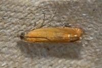 Lathronympha strigana