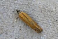 Lathronympha strigana
