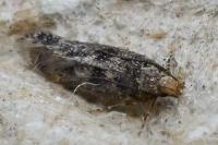 Bryotropha