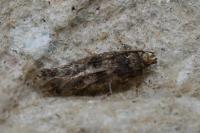 Bryotropha